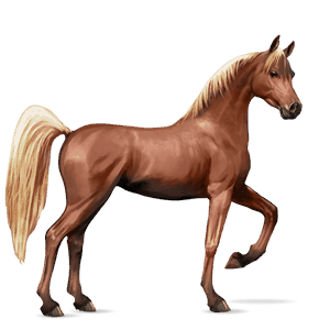 cheval de selle arabe alezan crins lavés