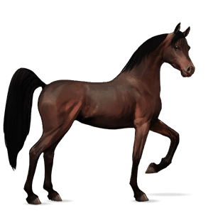 cheval de selle arabe aubère