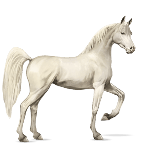 cheval de selle arabe gris souris