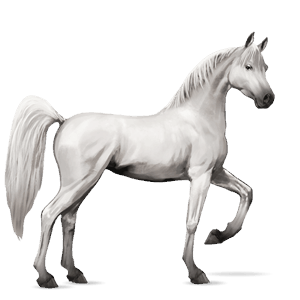 cheval de selle arabe gris truité