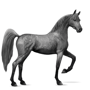 cheval de selle arabe noir