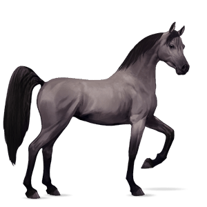 cheval de selle arabe gris souris