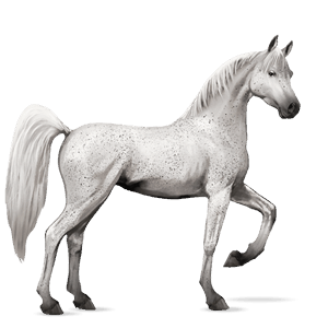 cheval de selle arabe gris clair
