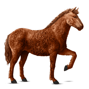 cheval de selle curly alezan