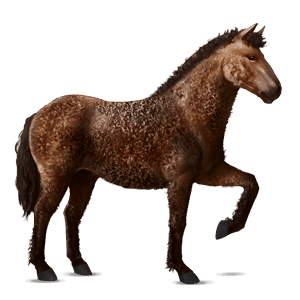 cheval de selle lusitanien noir