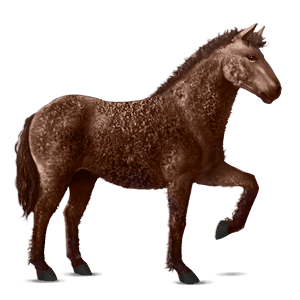 cheval de selle curly alezan brûlé
