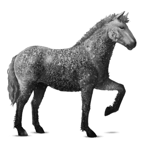 cheval de selle arabe alezan brûlé