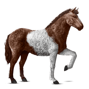 cheval de selle arabe gris clair