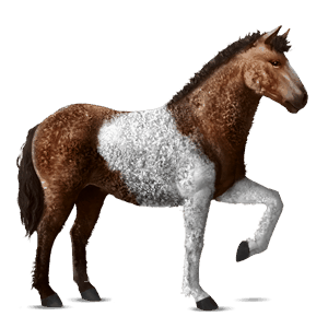 cheval de selle arabe gris pommelé