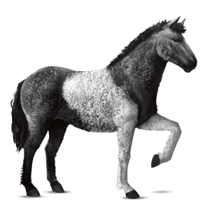 cheval de selle curly pie noir tobiano