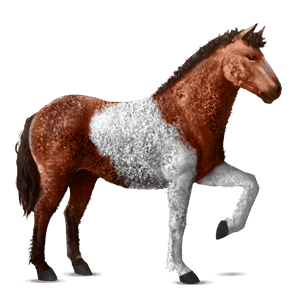 cheval de selle curly pie tobiano bai cerise