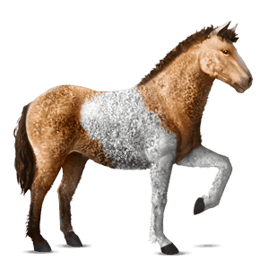 cheval de selle curly pie tobiano isabelle