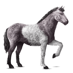 cheval de selle arabe gris clair