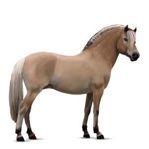 poney fjord brunblakk
