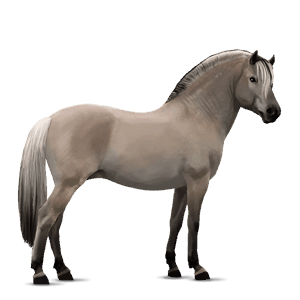 poney fjord brunblakk