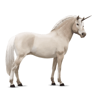poney licorne highland pony rouan
