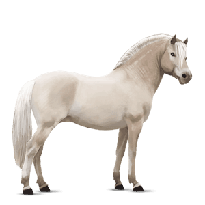 poney fjord brunblakk