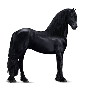 cheval de selle pure race espagnole noir