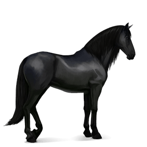 cheval de selle paso péruvien noir