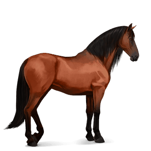 cheval de selle paso péruvien bai cerise