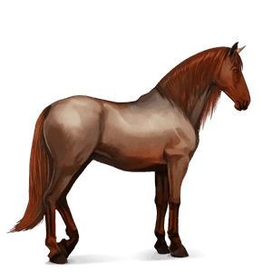 cheval de selle arabe bai brûlé