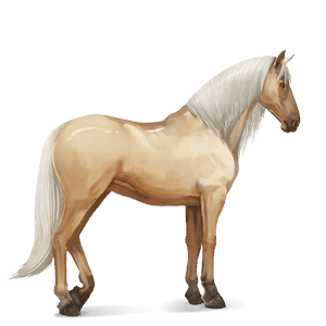 cheval de selle arabe alezan