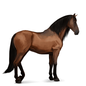 cheval de selle hunter irlandais rouan