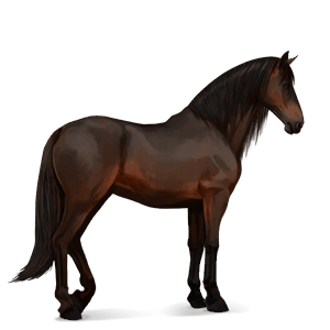 cheval de selle selle français bai brûlé