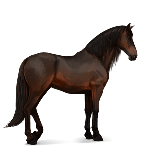 cheval de selle paso péruvien bai brûlé