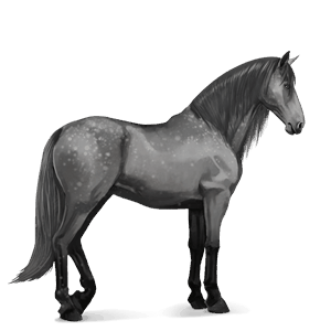cheval de selle lipizzan gris pommelé