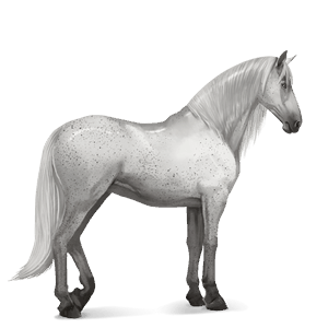 cheval de selle lipizzan gris clair