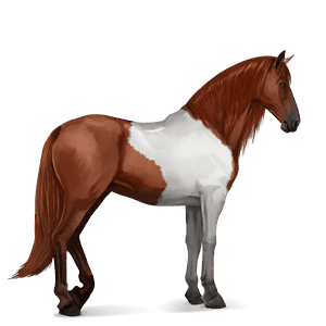 cheval de selle pure race espagnole gris souris