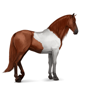 cheval de selle paint horse pie tobiano bai brûlé