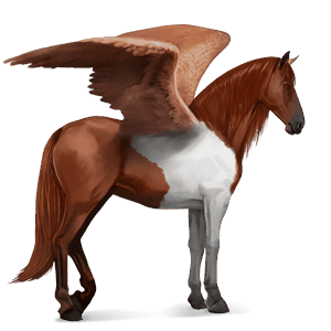 pégase de selle criollo argentin pie tobiano alezan