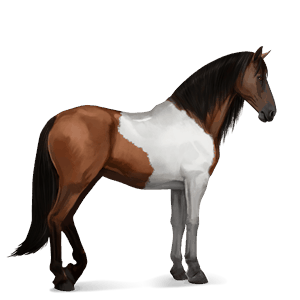 cheval de selle lusitanien noir