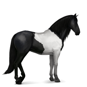 cheval de selle pure race espagnole gris clair