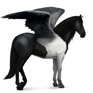 pégase de selle appaloosa blanket noir