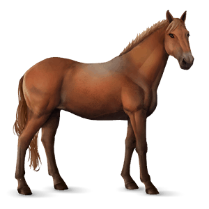 cheval de selle knabstrup alezan