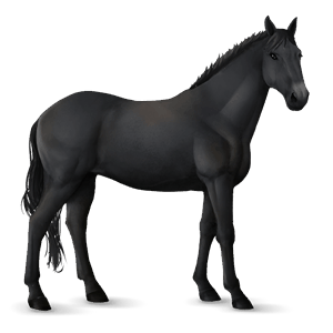 cheval de selle arabe bai cerise