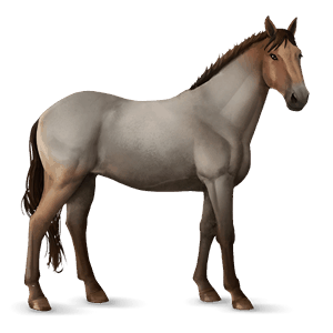 cheval de selle shagya gris clair