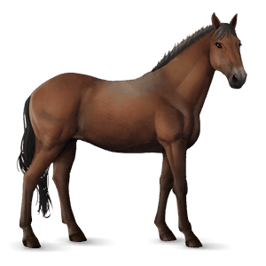 cheval de selle knabstrup bai