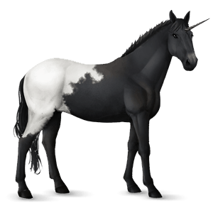 licorne de selle knabstrup blanket noir