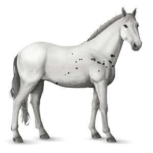 cheval de selle knabstrup few spots noir