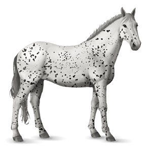 cheval de selle knabstrup leopard noir