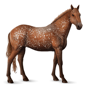 cheval de selle holstein bai brûlé