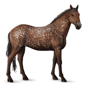 cheval de selle knabstrup snowflake bai