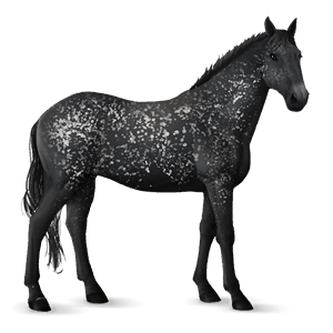 cheval de selle oldenbourg gris clair