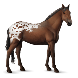 cheval de selle arabe gris truité