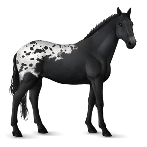 cheval de selle spotted noir