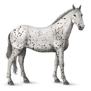cheval de selle knabstrup leopard bai